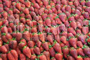 Frische Erdbeeren