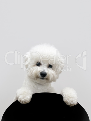 bichon dog