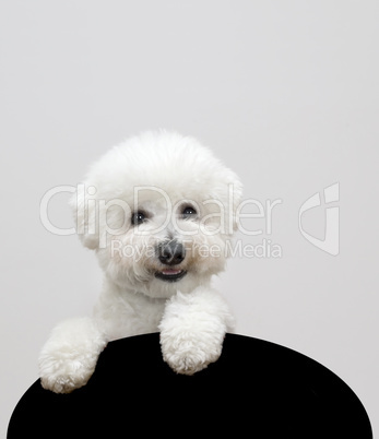 bichon friesian horse