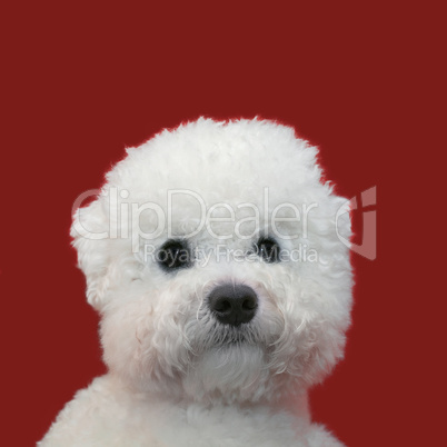 bichon frise cutout