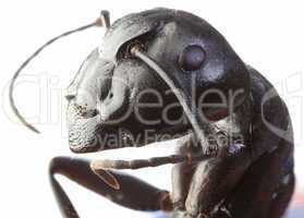black garden ant cutout