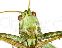 grasshopper head