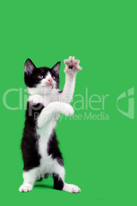 playful domestic cat cutout