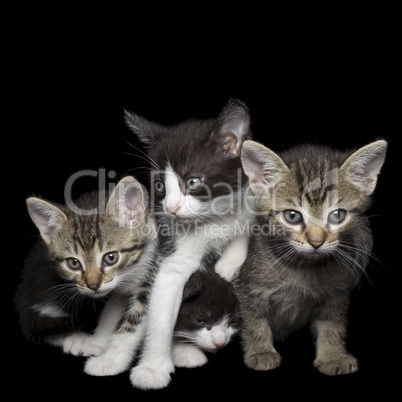 four young cats