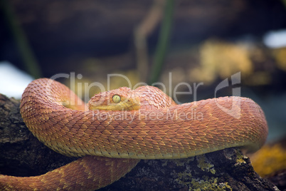 green bush viper