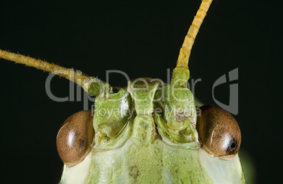 green cricket head