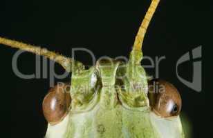 green cricket head