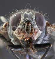 housefly macro