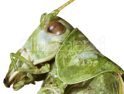 locust head cutout