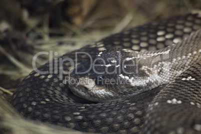 mexican black tailed rattlesnake