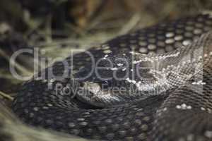 mexican black tailed rattlesnake
