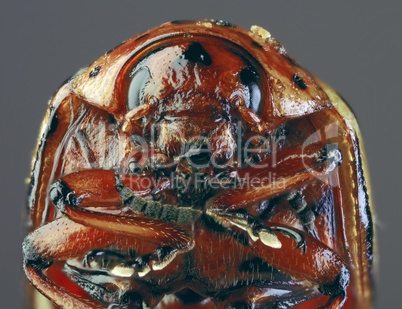 colorado beetle macro `cutout
