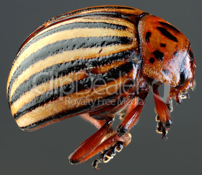 colorado beetle macro cutout