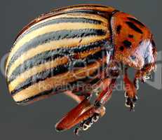 colorado beetle macro cutout