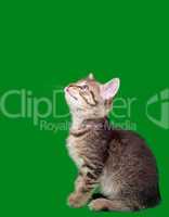 domestic tabby cat cutout