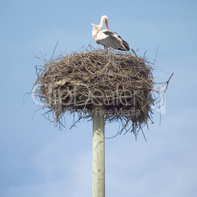 stork in the nest