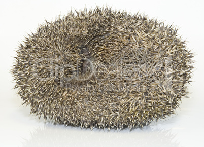 hedgehog, erinaceus europaeus