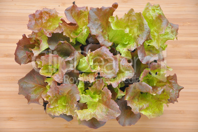 Salatpflanzen