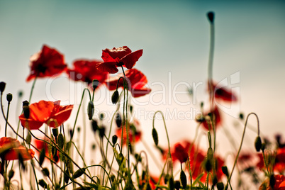 Mohnblumen auf Sommerwiese