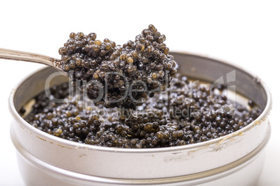 Black caviar in spoon from metal can, high angle on white background