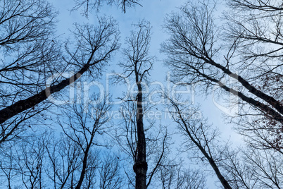Oak trees in winter