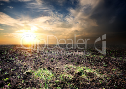 Sunrise over the cultivated field