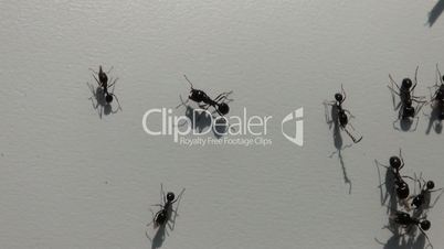black ants_Brownian motion