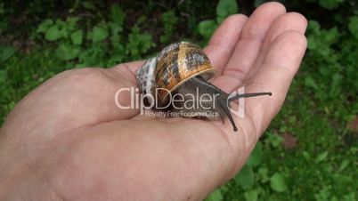 Snail on hand