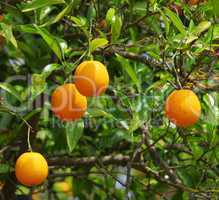 orange am baum - orange fruit on tree 15