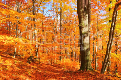buchenwald im herbst - beech forest in fall 32