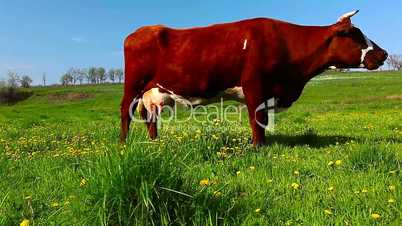 cow on meadow