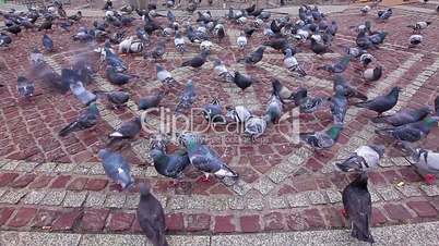 pigeons being fed
