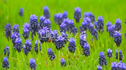 Bee on wild  blue  flowers.