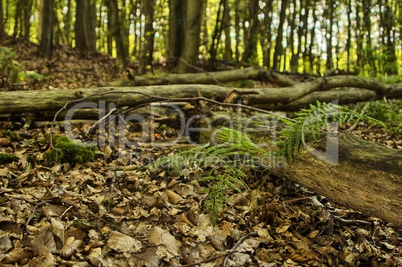 Baumstamm auf sommerlichem Waldboden