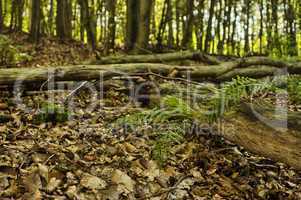 Baumstamm auf sommerlichem Waldboden