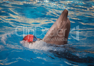 dolphin dancing with ball