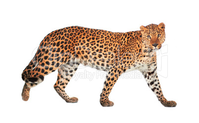 leopard