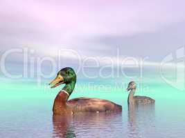 mallard ducks couple - 3d render