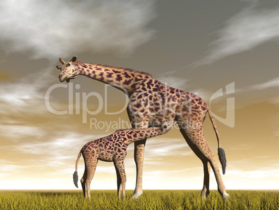 mum and baby giraffe - 3d render