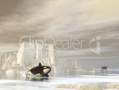orcas (killer whales) at the pole - 3d render