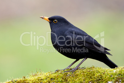 amsel