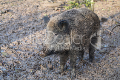 wildschwein