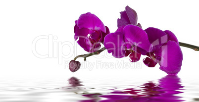 orchidee