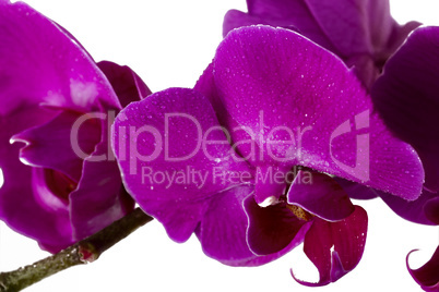 orchidee