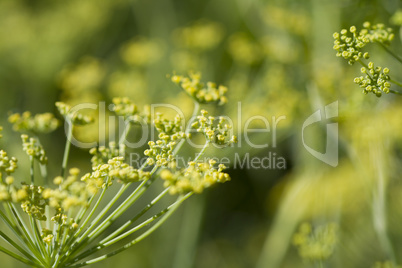 fenchel