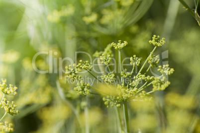 fenchel