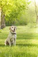 Labrador Retriever