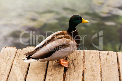 Ente auf dem Holzsteg