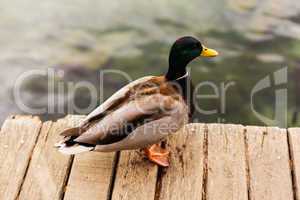 Ente auf dem Holzsteg