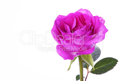 rose isolated